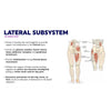 Lateral subsystem, an inside look. Group of muscles that work together to provide support and stabilization in the frontal plane. Include the gluteus medius, tensor fascia latae, adductor complex, and quadratus lumborum. Provide stabilization during frontal plane movement. Without the support of these muscles working together, the pelvis can become misaligned, leading to lower back and/or hip pain. Excessive pronation of the hip, knee, or foot can be an indication of dysfunction in the lateral subsystem.