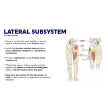 Load image into Gallery viewer, Lateral subsystem, an inside look. Group of muscles that work together to provide support and stabilization in the frontal plane. Include the gluteus medius, tensor fascia latae, adductor complex, and quadratus lumborum. Provide stabilization during frontal plane movement. Without the support of these muscles working together, the pelvis can become misaligned, leading to lower back and/or hip pain. Excessive pronation of the hip, knee, or foot can be an indication of dysfunction in the lateral subsystem.
